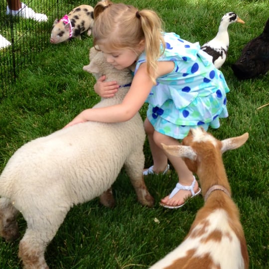 Paramount Pony - Petting Zoo / Animal Entertainment in Kansas City, MO