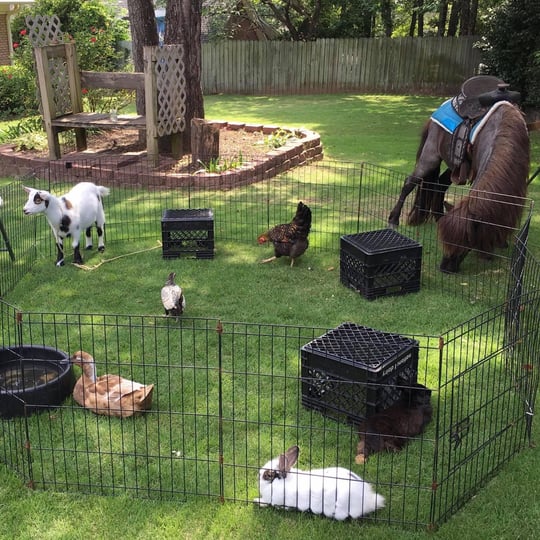 Johnson Family Petting Farm - Petting Zoo in Copperas Cove, TX