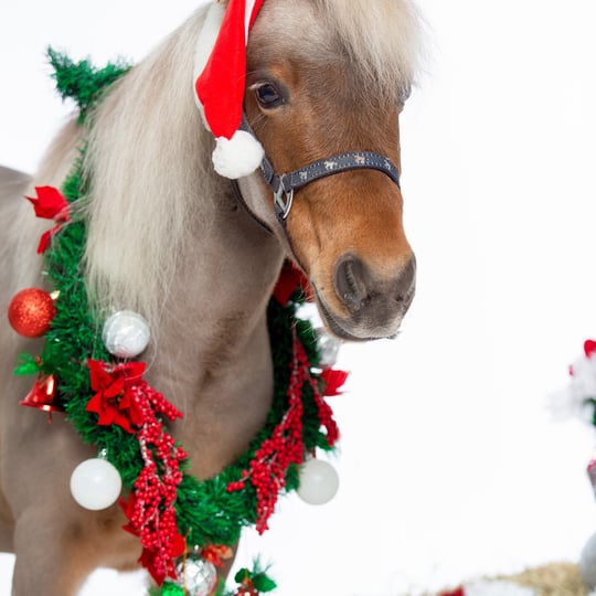 Philly Pony Connection - Pony Party / Petting Zoo in Philadelphia, PA