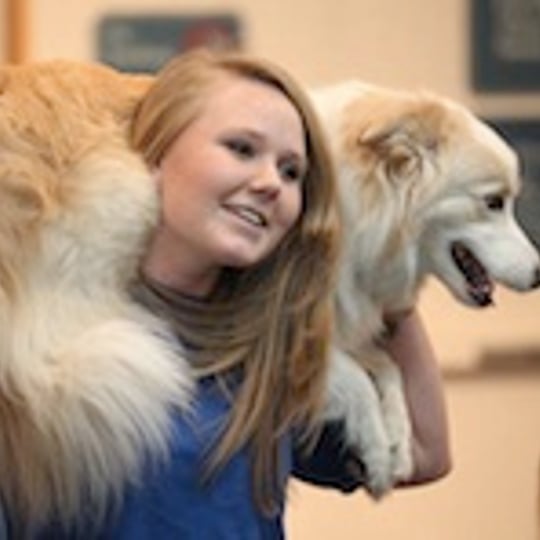 Robin's Dog Stars Animal Act - Circus Entertainment / Animal Entertainment in Lake Villa, IL