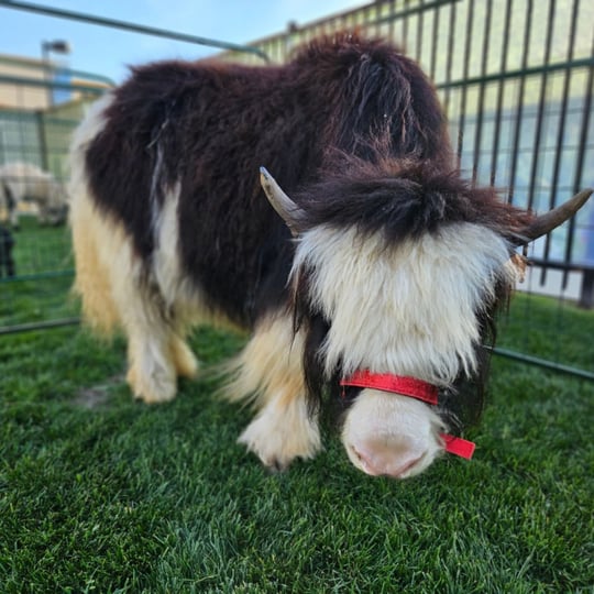 The Rah-Rah Ranch, LLC - Petting Zoo / Pony Party in Rancho Cucamonga, CA