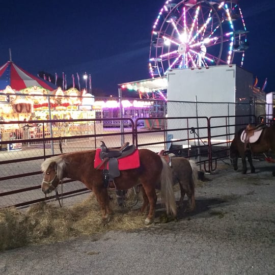 Totally Teeny Traveling Farm - Pony Party / Petting Zoo in Wilsons, VA