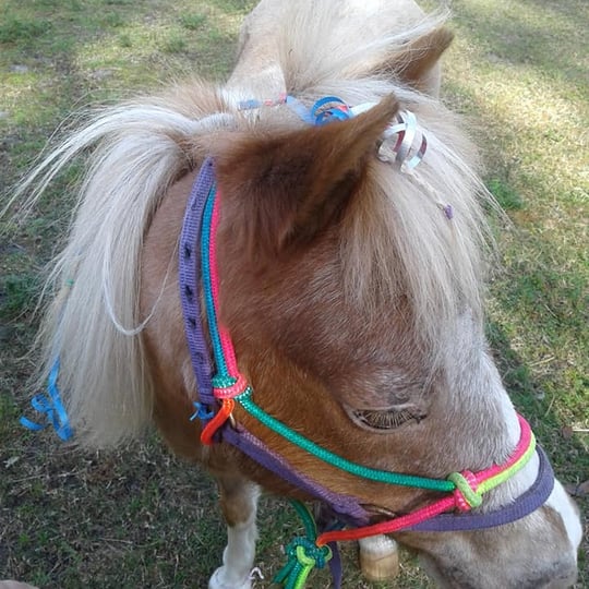 Trick Pony Parties - Pony Party in North Fort Myers, FL