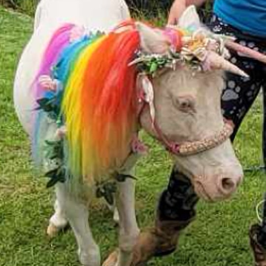 Unicorns and Pony Parties - Pony Party / Petting Zoo in Hesperia, CA