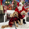 Photo 2 from Dec 16, 2023 event with My Santa Visits