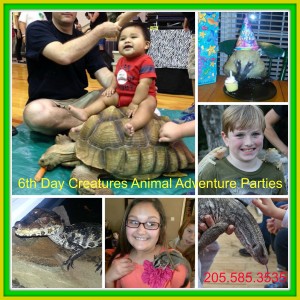 6th Day Creatures Animal Adventures