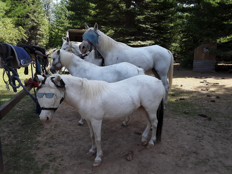 Gallery photo 1 of Adventure Pony Rides