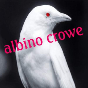 Albino Crowe