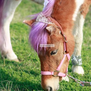 Lilly's ponies magical photography