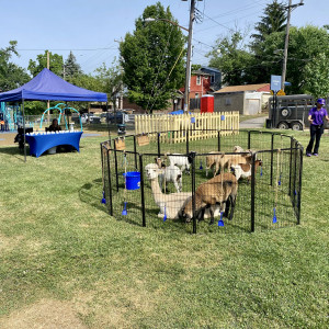 Animal Attractions The Wallen Legacy - Animal Entertainment / Team Building Event in Pittsburgh, Pennsylvania