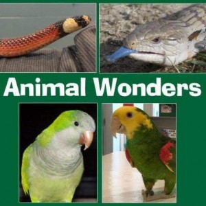 Animal Wonders, LLC - Reptile Show / Animal Entertainment in Holden, Missouri