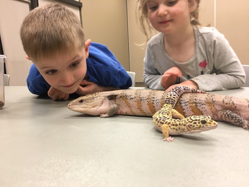 Hire Animal Wonders, LLC - Reptile Show in Holden, Missouri