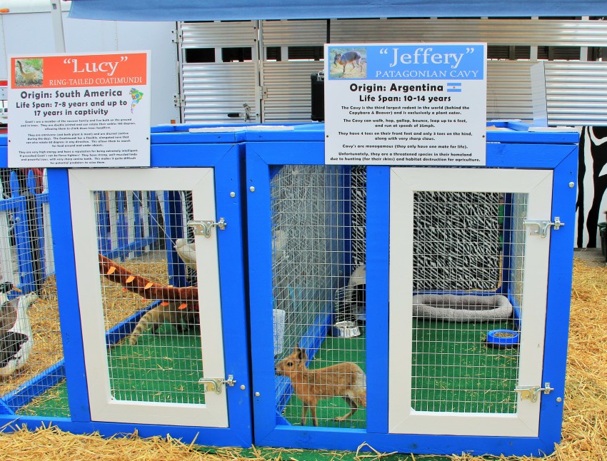 Hire Animals *R* Us Mobile Petting Zoo Petting Zoo in Hillsboro