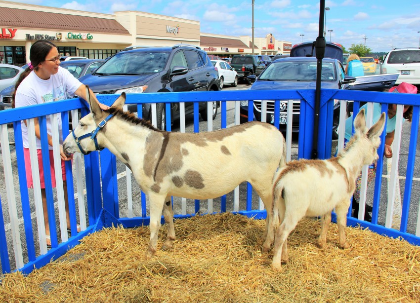 Hire Animals *R* Us Mobile Petting Zoo Petting Zoo in Hillsboro