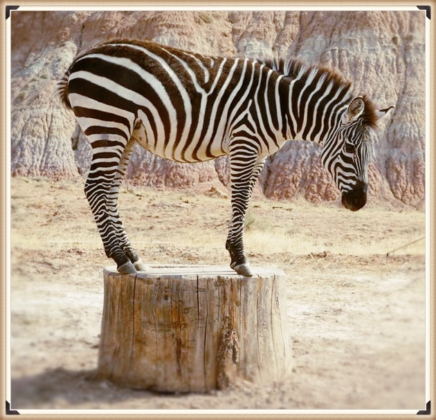 Hire Animals *R* Us Mobile Petting Zoo Petting Zoo in Hillsboro