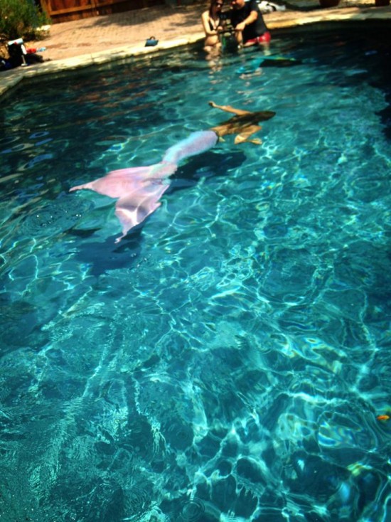 Hire Sirenalia Mermaids Mermaid Entertainment in Austin, Texas