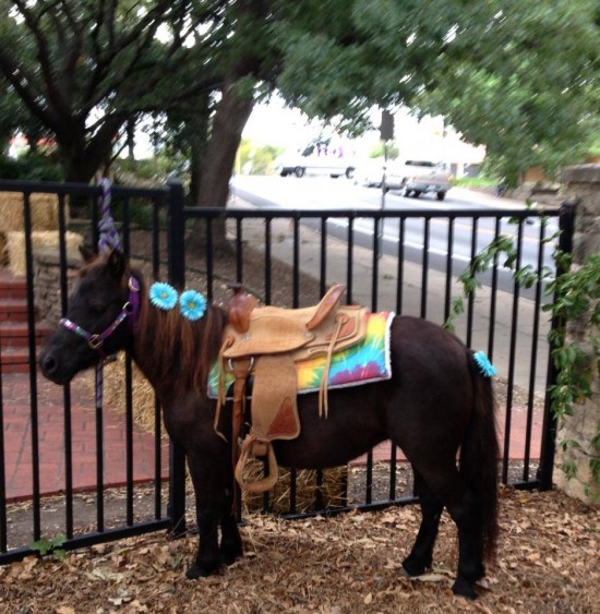 Hire Austin Pony Parties Pony Party in Austin, Texas