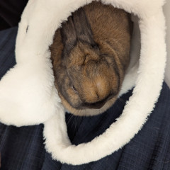 Photo 1 from May 10, 2025 event with The Bunny Experience
