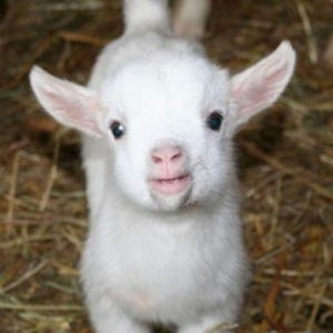 Baby Goat  Tea Party