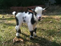 Gallery photo 1 of Baby Goat  Tea Party