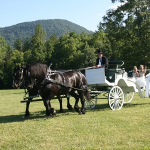 Back In Time - Horse-Drawn Carriages - Horse Drawn Carriage / Chauffeur in Canton, Georgia