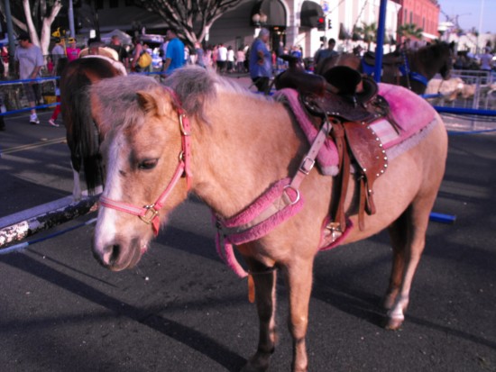 Gallery photo 1 of Becky's Pony Express