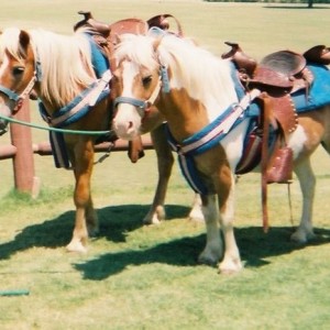 Becky's Pony Express