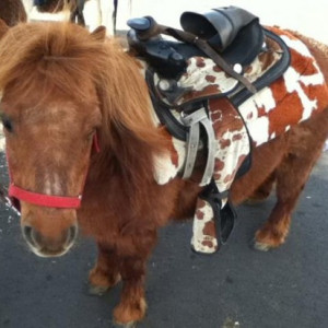 Best Entertainment In Town - Petting Zoo in Los Angeles, California