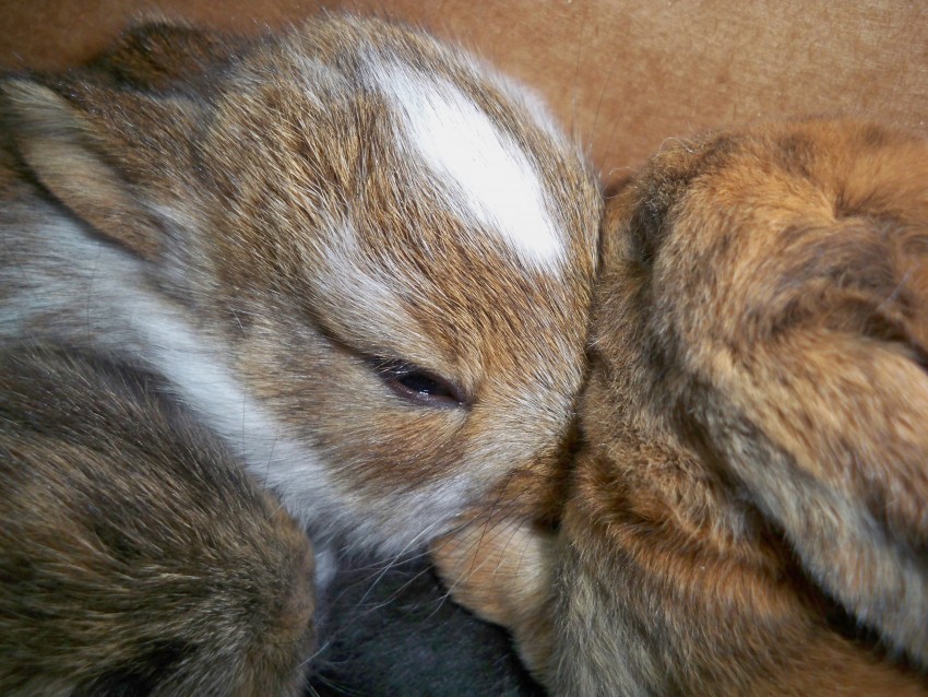 Gallery photo 1 of Bethany's Baby Bunnies