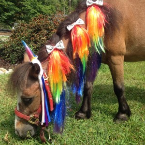Blazingsaddles - Pony Party in North Dartmouth, Massachusetts