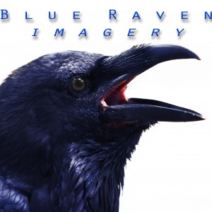 Blue Raven Imagery
