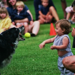 Border Collie International Performing K-9 Team