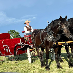 Box Elder Horse & Carriage - Horse Drawn Carriage in Bennett, Colorado