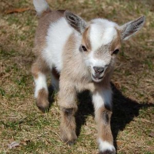 Buffalo Mobile Petting Zoo - Petting Zoo in Enid, Oklahoma