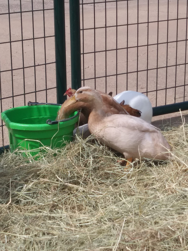 Hire Buffalo Mobile Petting Zoo Petting Zoo in Enid, Oklahoma