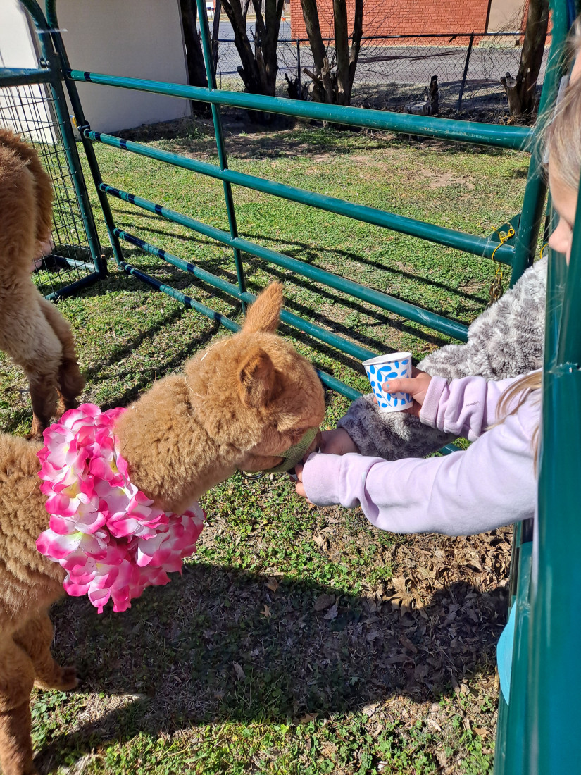 Hire Buffalo Mobile Petting Zoo Petting Zoo in Enid, Oklahoma