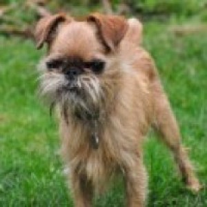 Bugsey the Brussels Griffon
