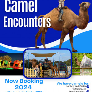 Camel Encounters, Rides and Weddings - Animal Entertainment in Woodbridge, Connecticut
