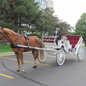 Candlelight Horse and Carriage LLC - Horse Drawn Carriage in Yorkville, Illinois