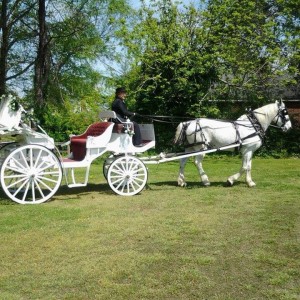 Carolina Carriages - Horse Drawn Carriage / Wedding Services in Oxford, North Carolina