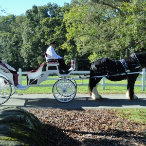 Carolina Weddings and Wagons