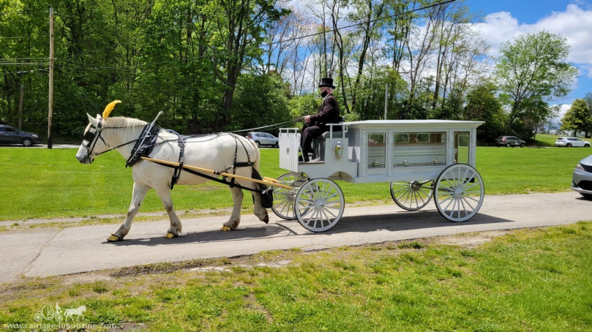 Hire Carriage Limousine Service - Horse Drawn Carriages - Horse Drawn ...