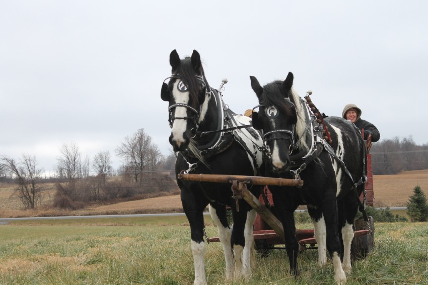 Gallery photo 1 of Carriage Rides