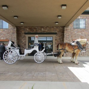 Carriages of Colorado - Horse Drawn Carriage / Pony Party in Commerce City, Colorado