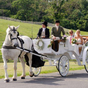 Carriages of the Capital - Horse Drawn Carriage / Pony Party in Frederick, Maryland