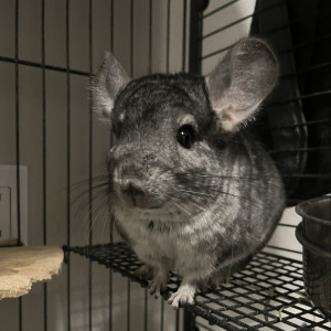 Chinchilla & Chile expert