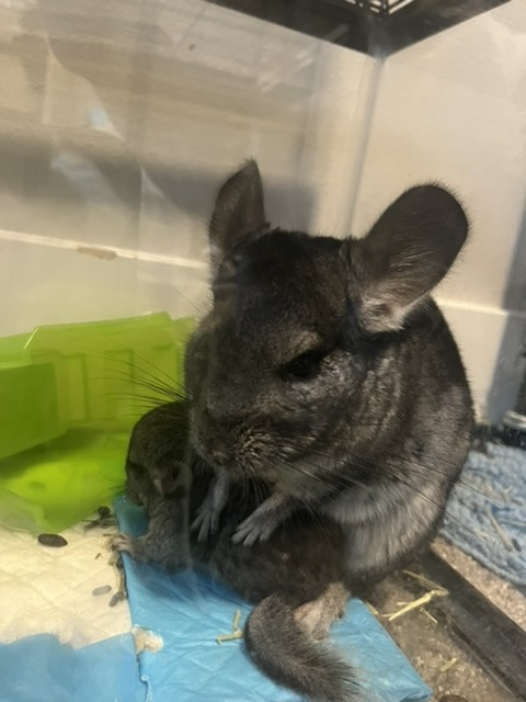 Gallery photo 1 of Chinchilla & Chile expert