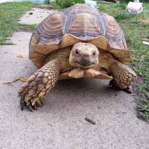 Coal Black Exotics - Reptile Show / Animal Entertainment in Dwight, Illinois