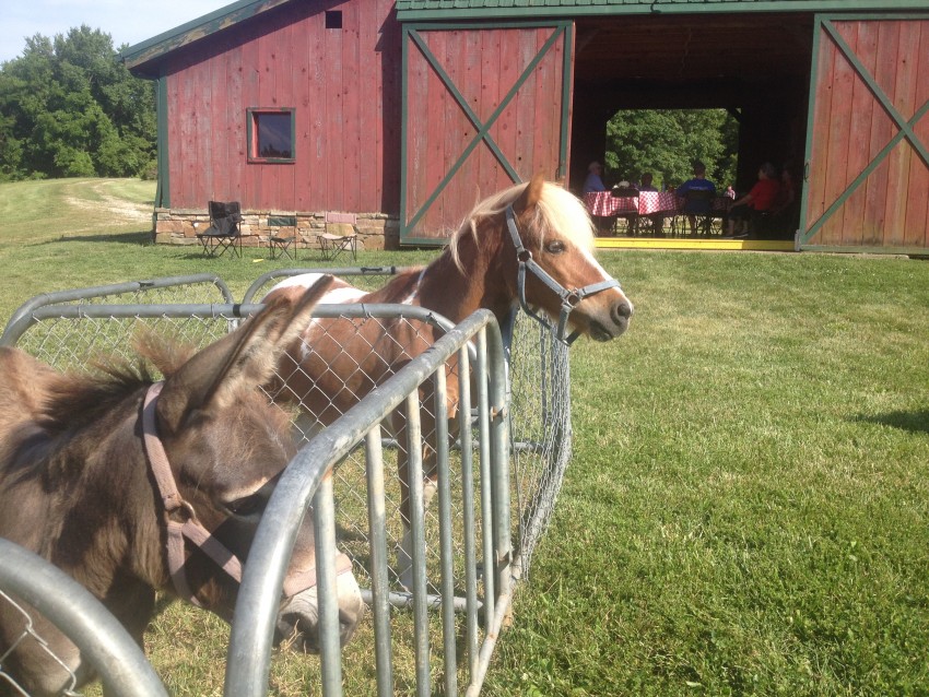 Hire Cowboy Critters Petting Zoo & Pony Rides Petting Zoo in St Louis