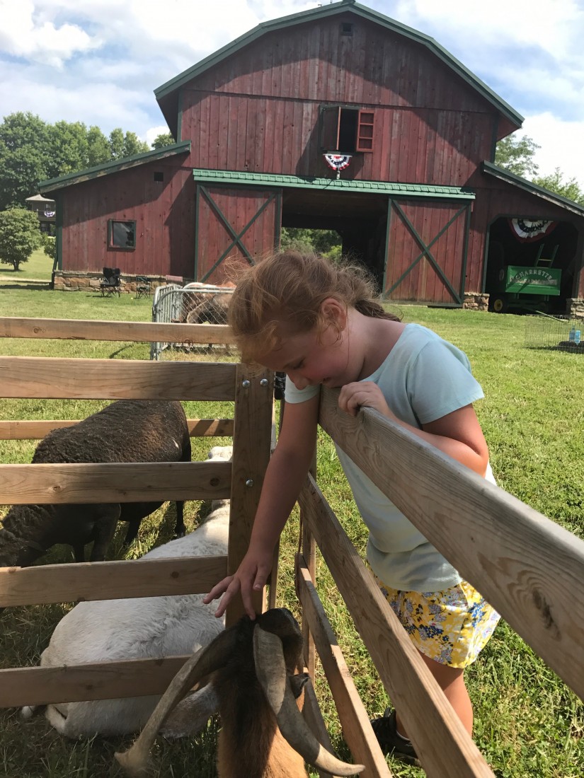 Hire Cowboy Critters Petting Zoo & Pony Rides Petting Zoo in St Louis